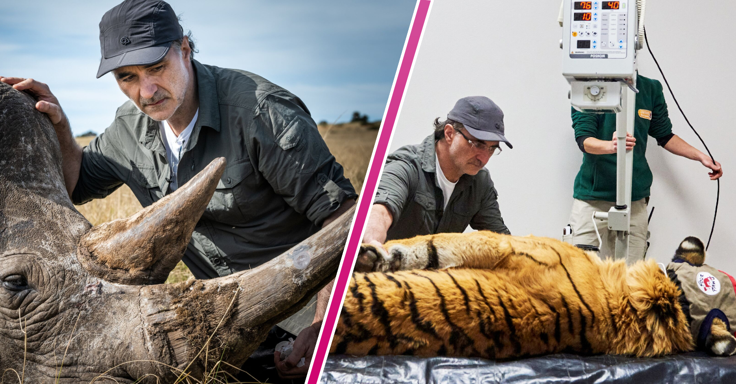 Supervet Noel Fitzpatrick with a rhino and a tiger
