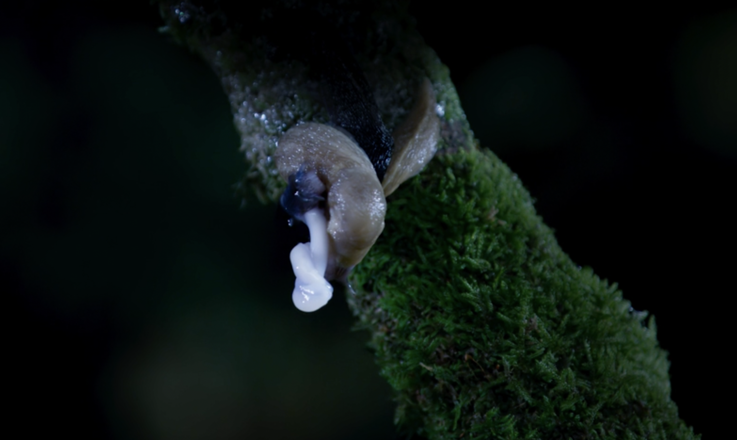 Hermaphrodite slugs entwine their penises on Wild Isles