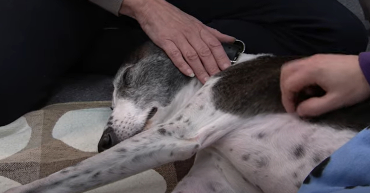 Coronation Street's Cerberus is lying on the floor with Evelyn's hand on him