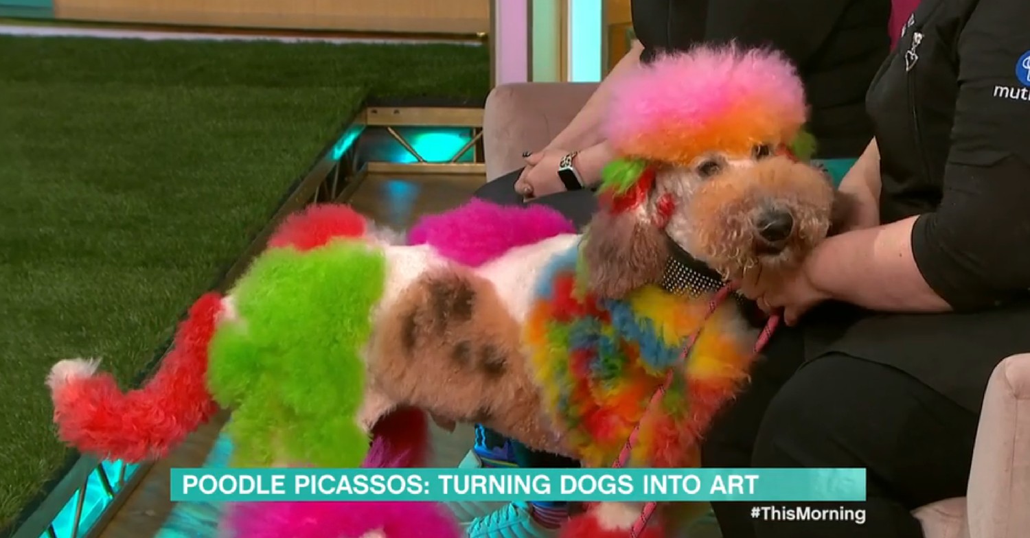 Colourful dog on This Morning today