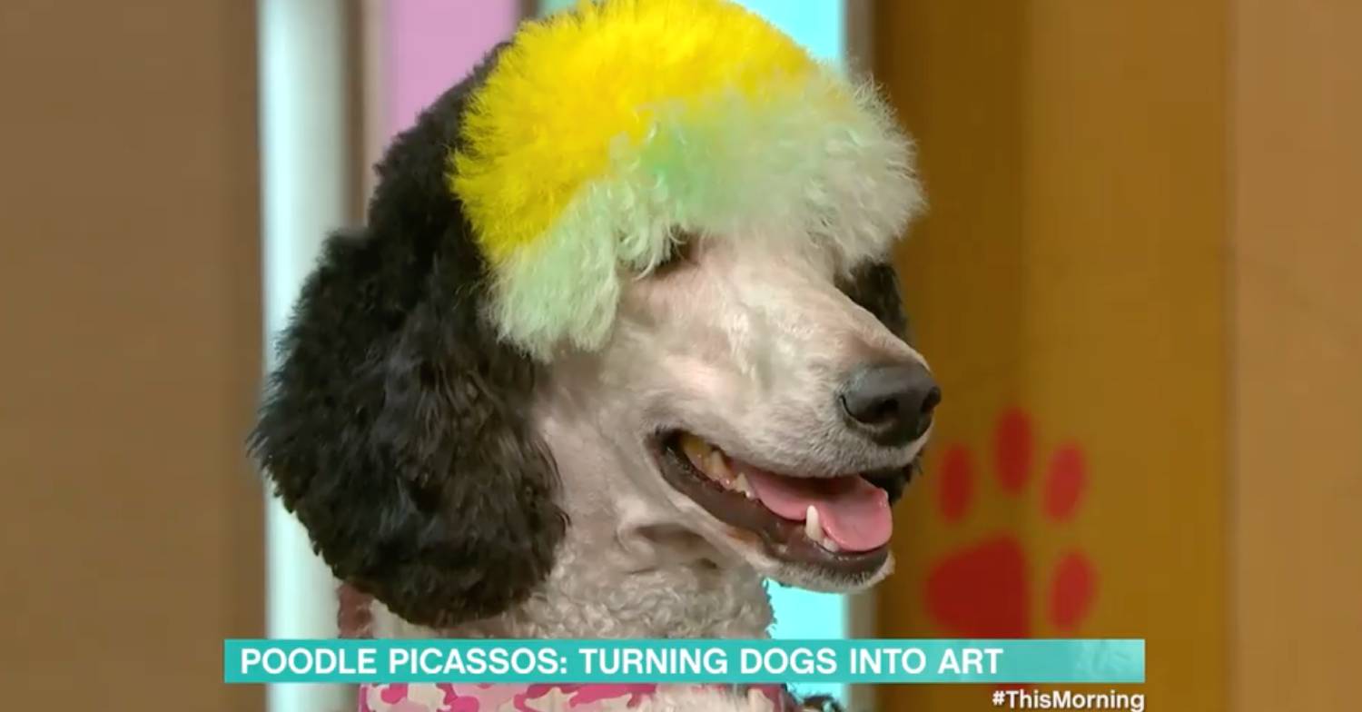 This Morning cameras zoom in on a 'rainbow' poodle on ITV