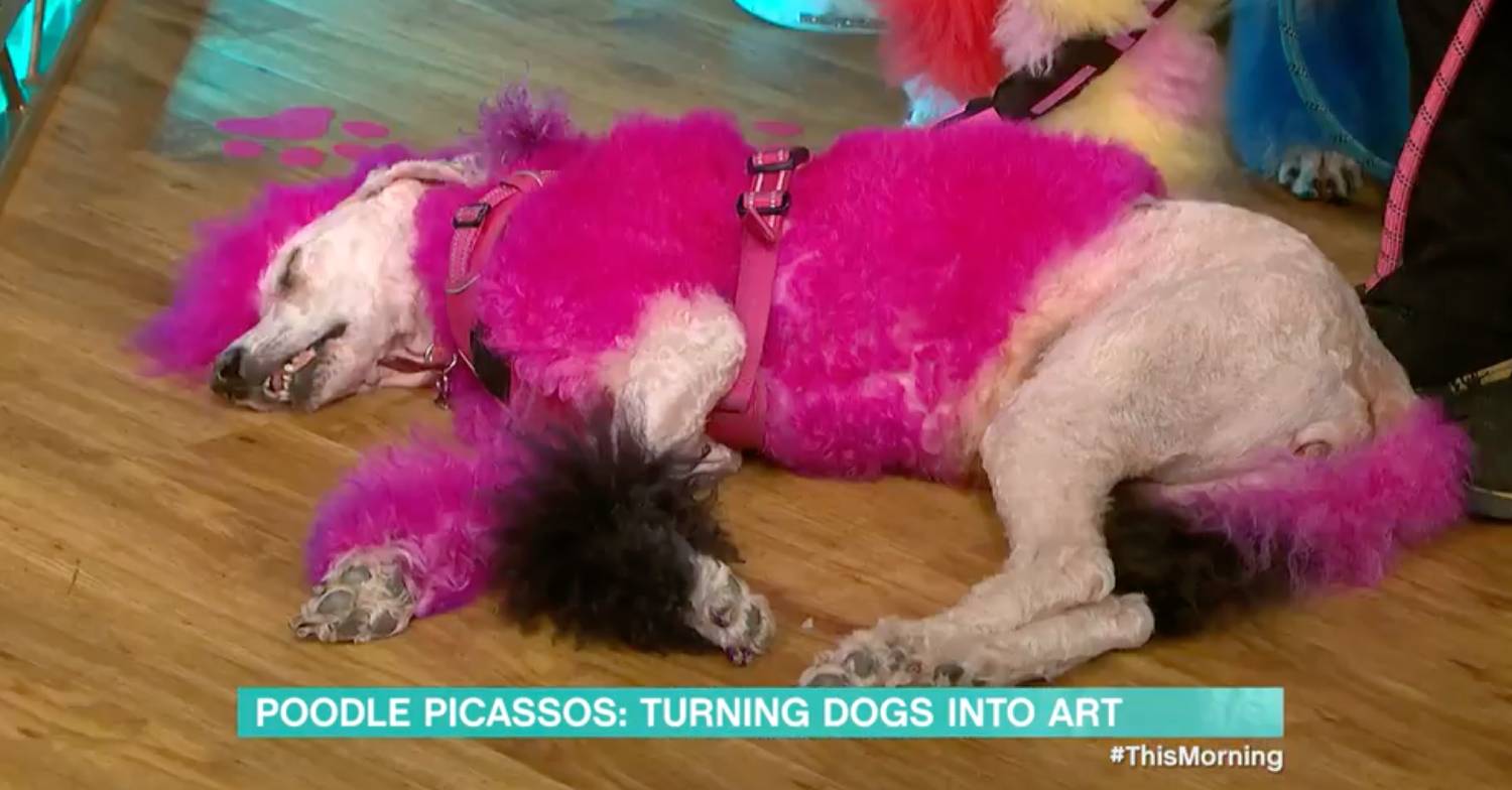 This Morning guest poodle takes a rest on ITV show