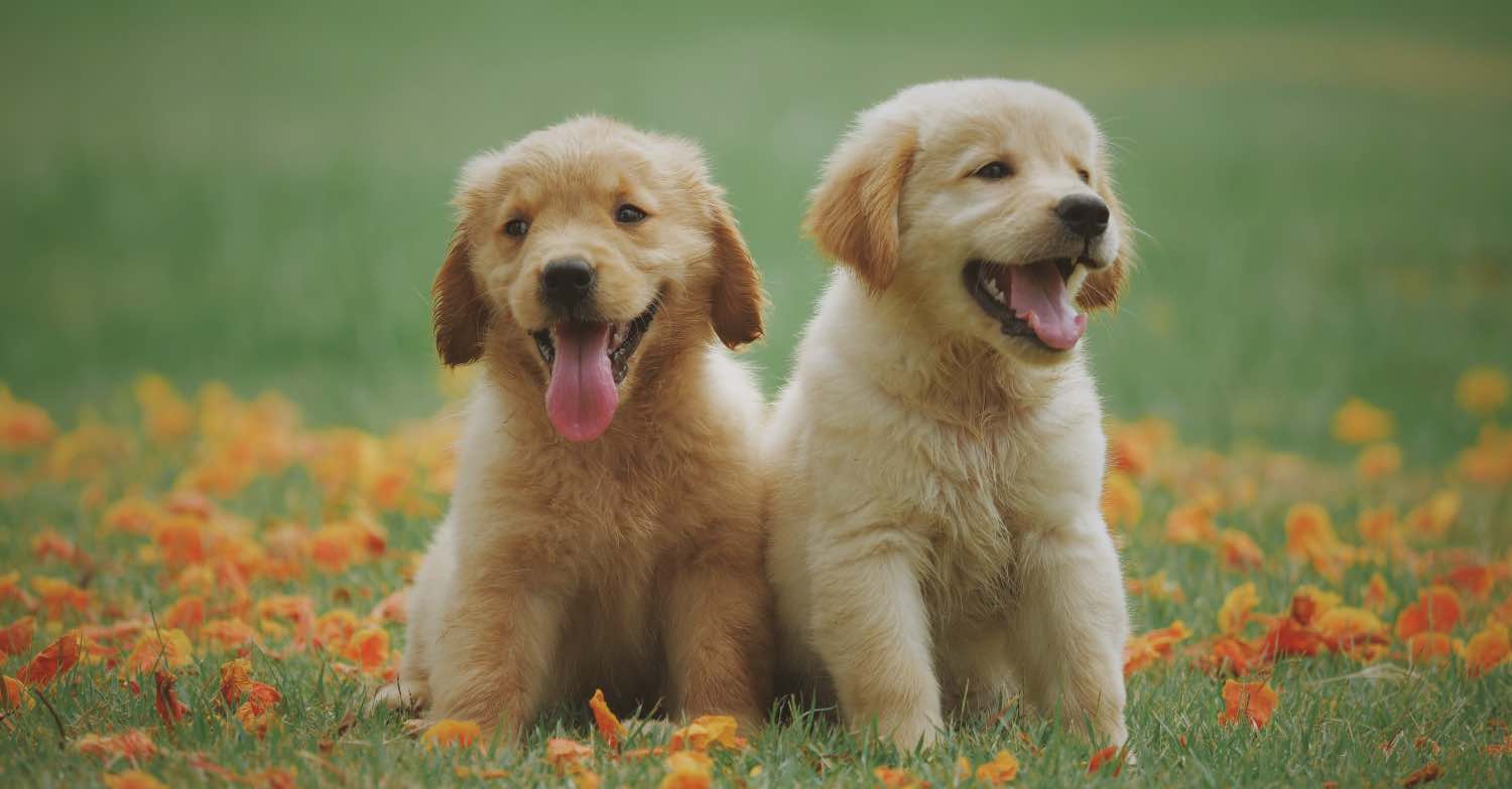 Two dogs on grass