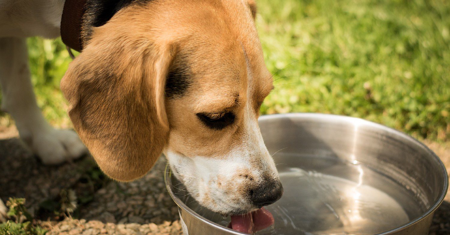 Dog drinking water