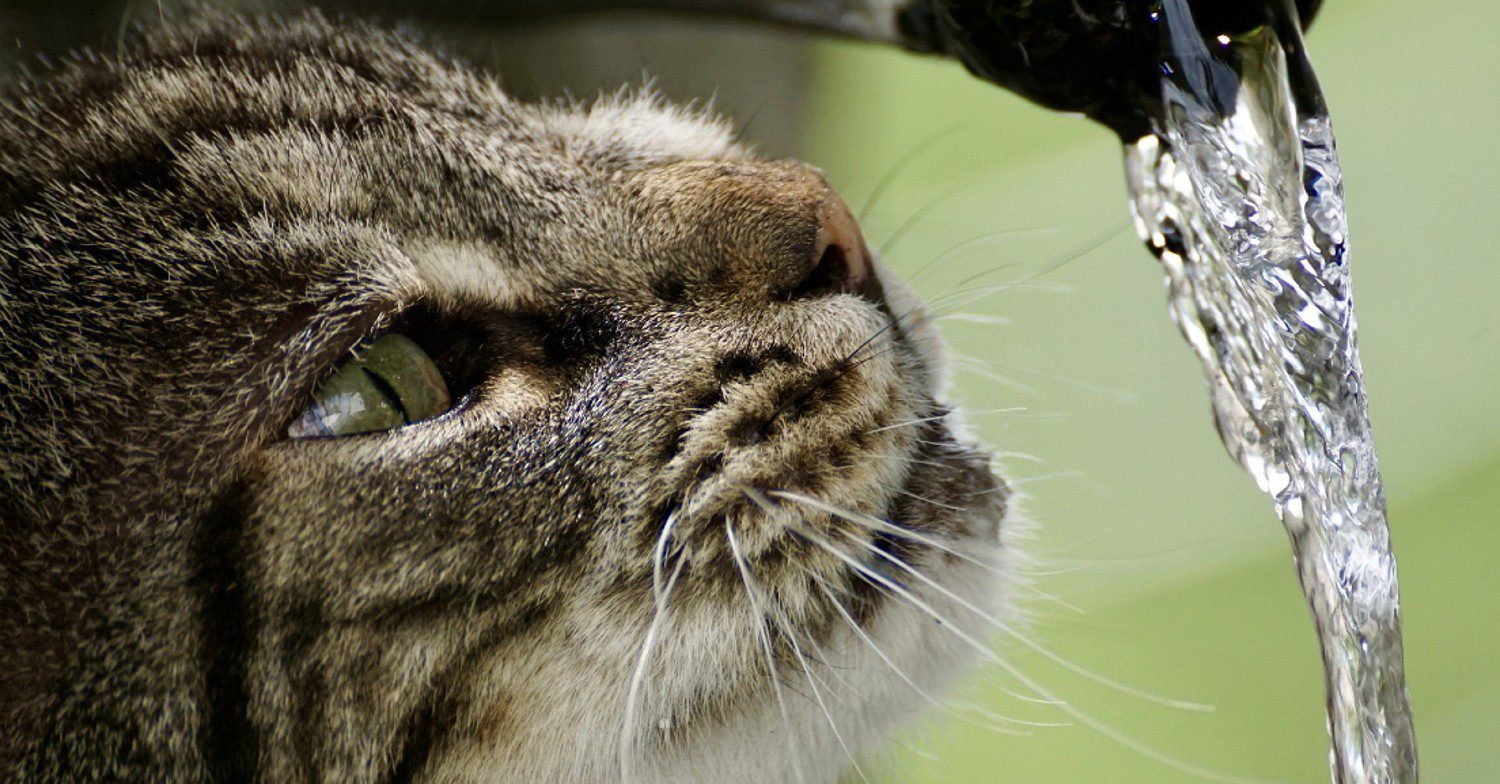 Cat drinking water