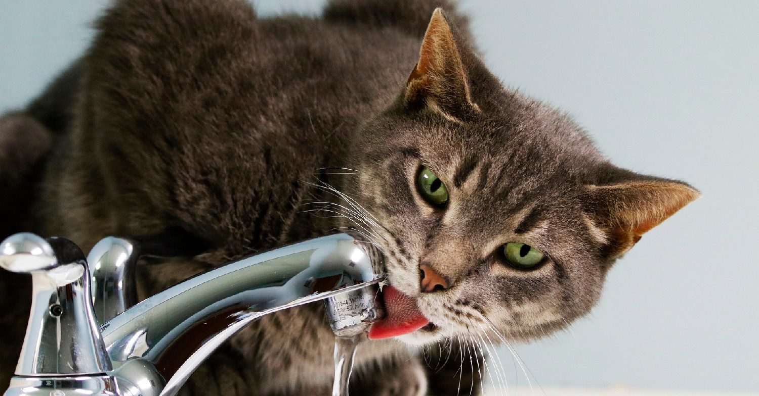 Cat drinking tap water 