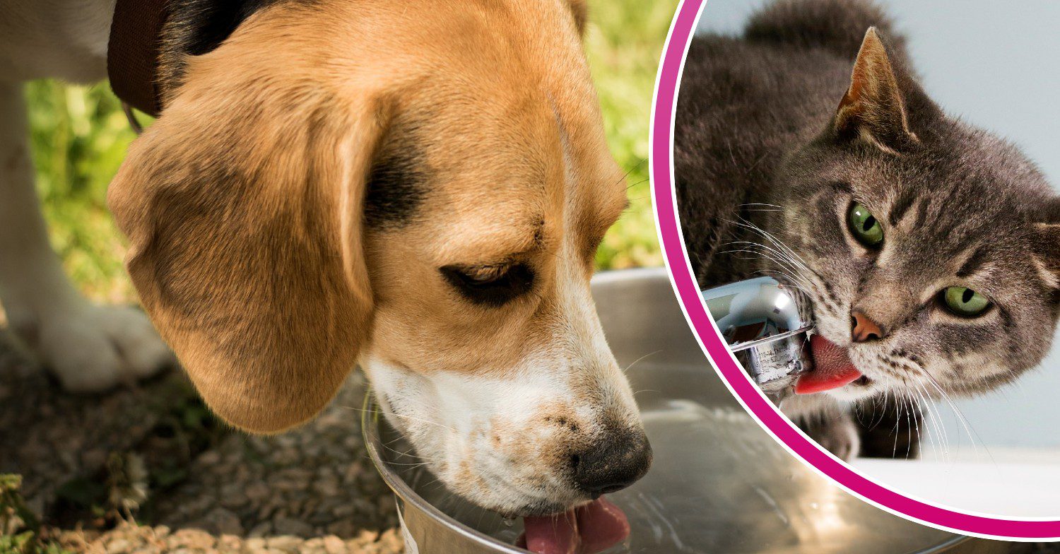 Cat drinking tap water / Dog drinking water