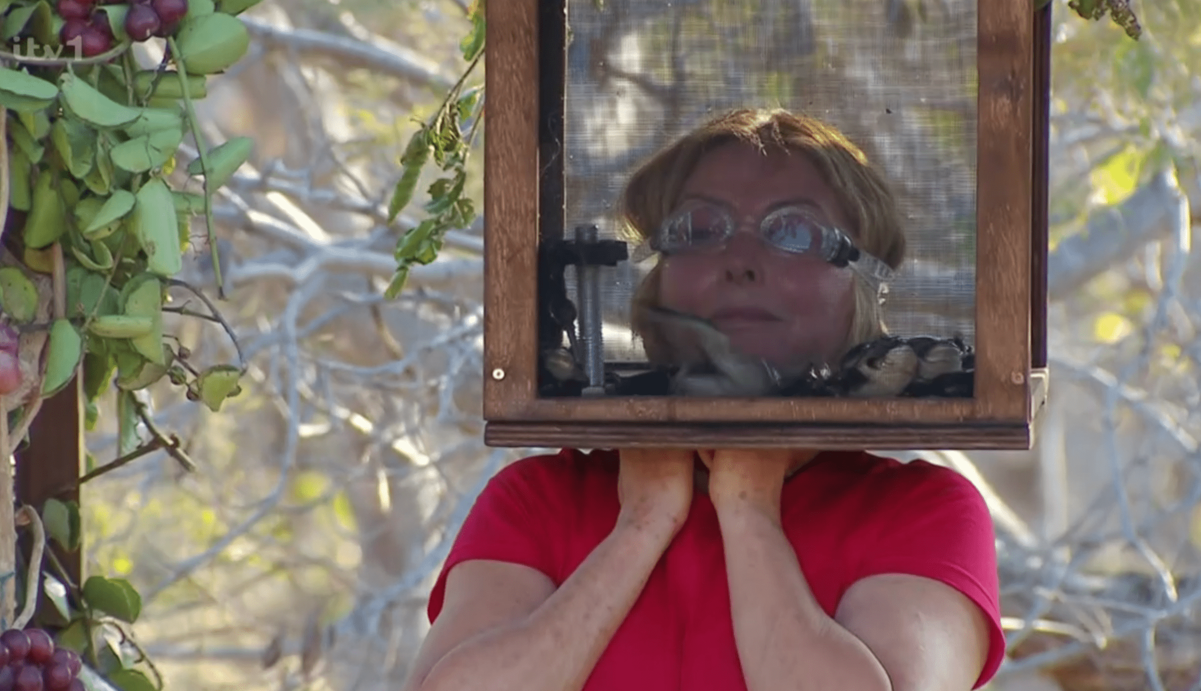 Carol Vorderman with her head trapped in a box of frogs