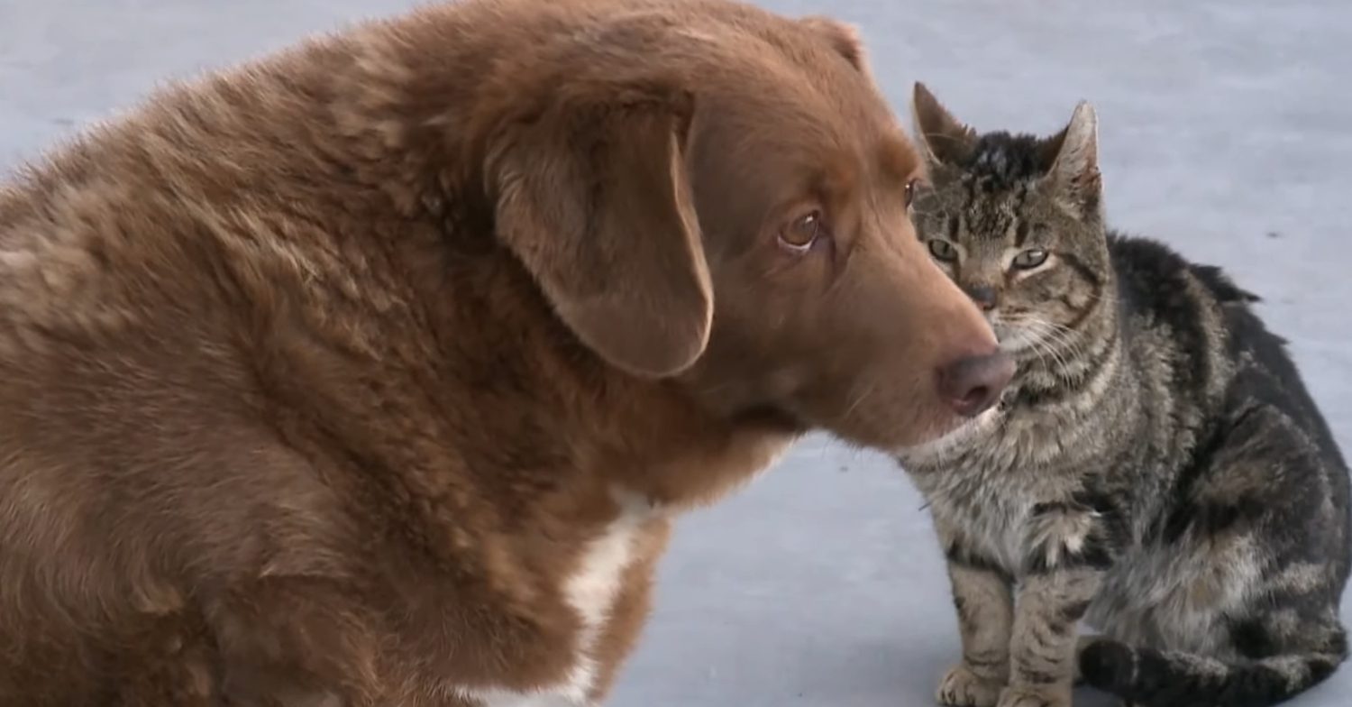World's oldest dog, Bobi, next to a cat in his home