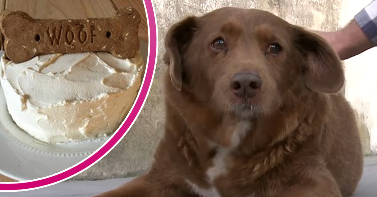 Bobi the dog poses next bone birthday cake
