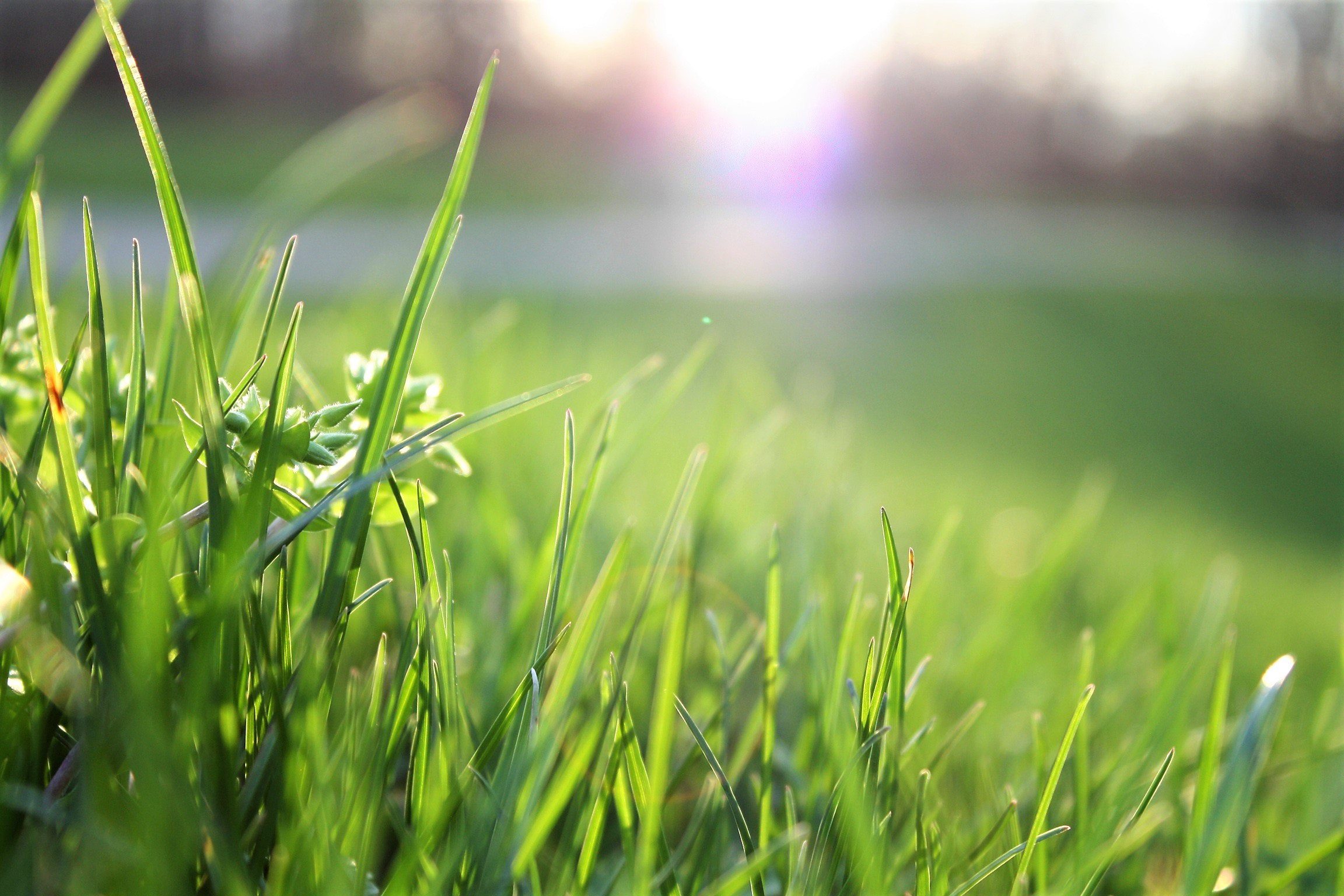 Grass with sunshine in the background