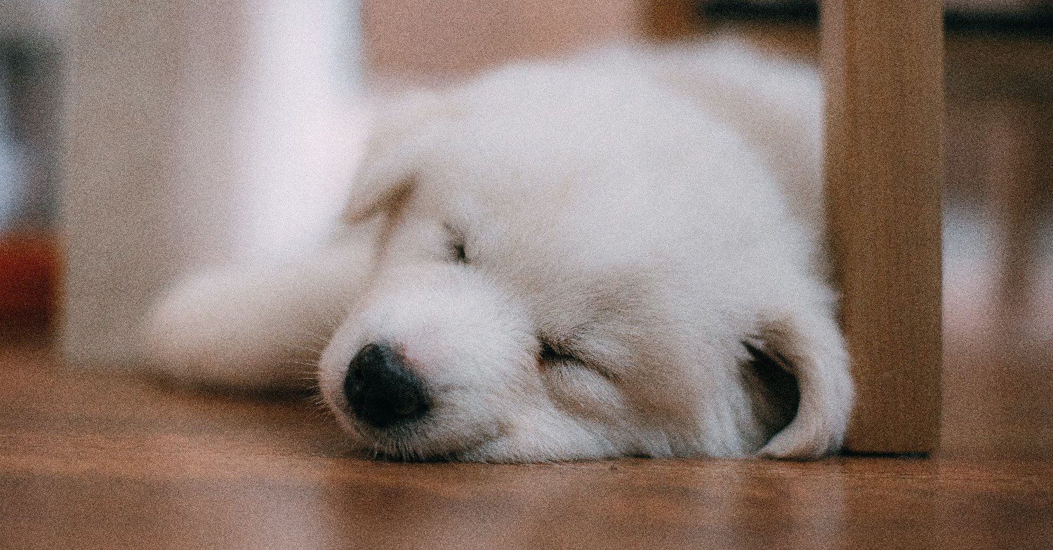 Puppy sleeping