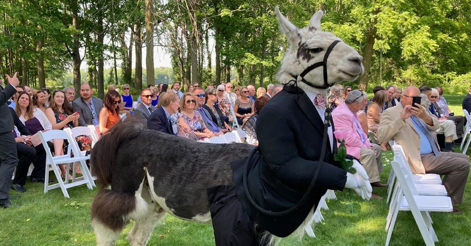 Llama dressed as groomsman at wedding