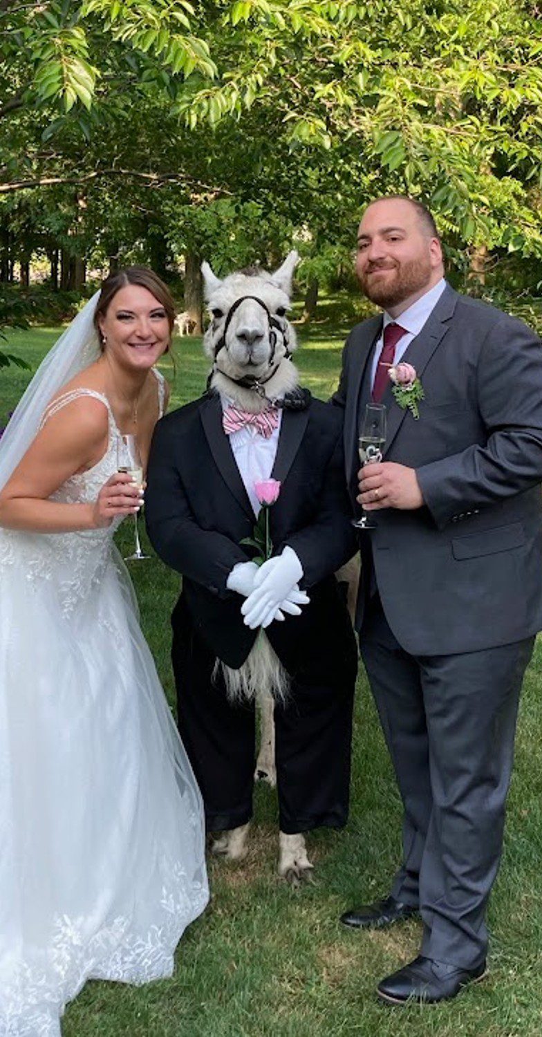 Llama with bride and groom