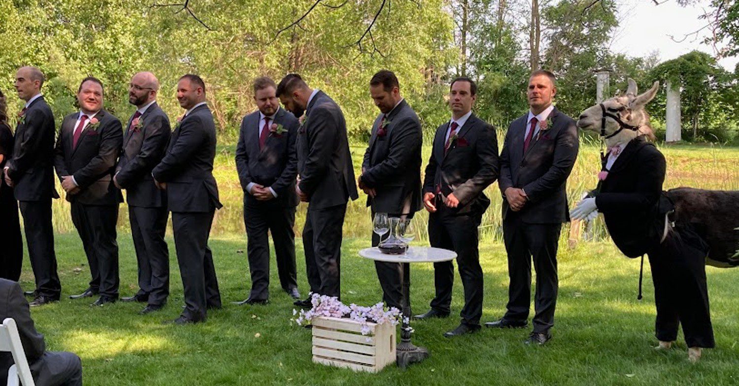 J the llama with his fellow groomsmen