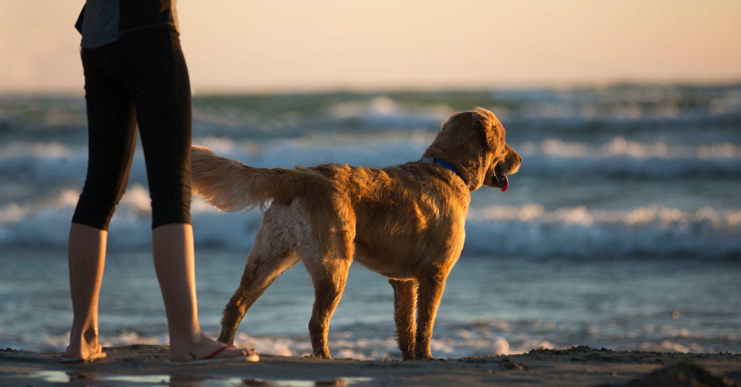 Dog on the beach