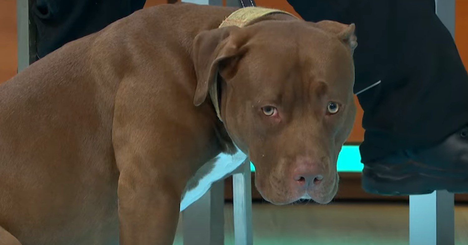 american xl bully pitbull