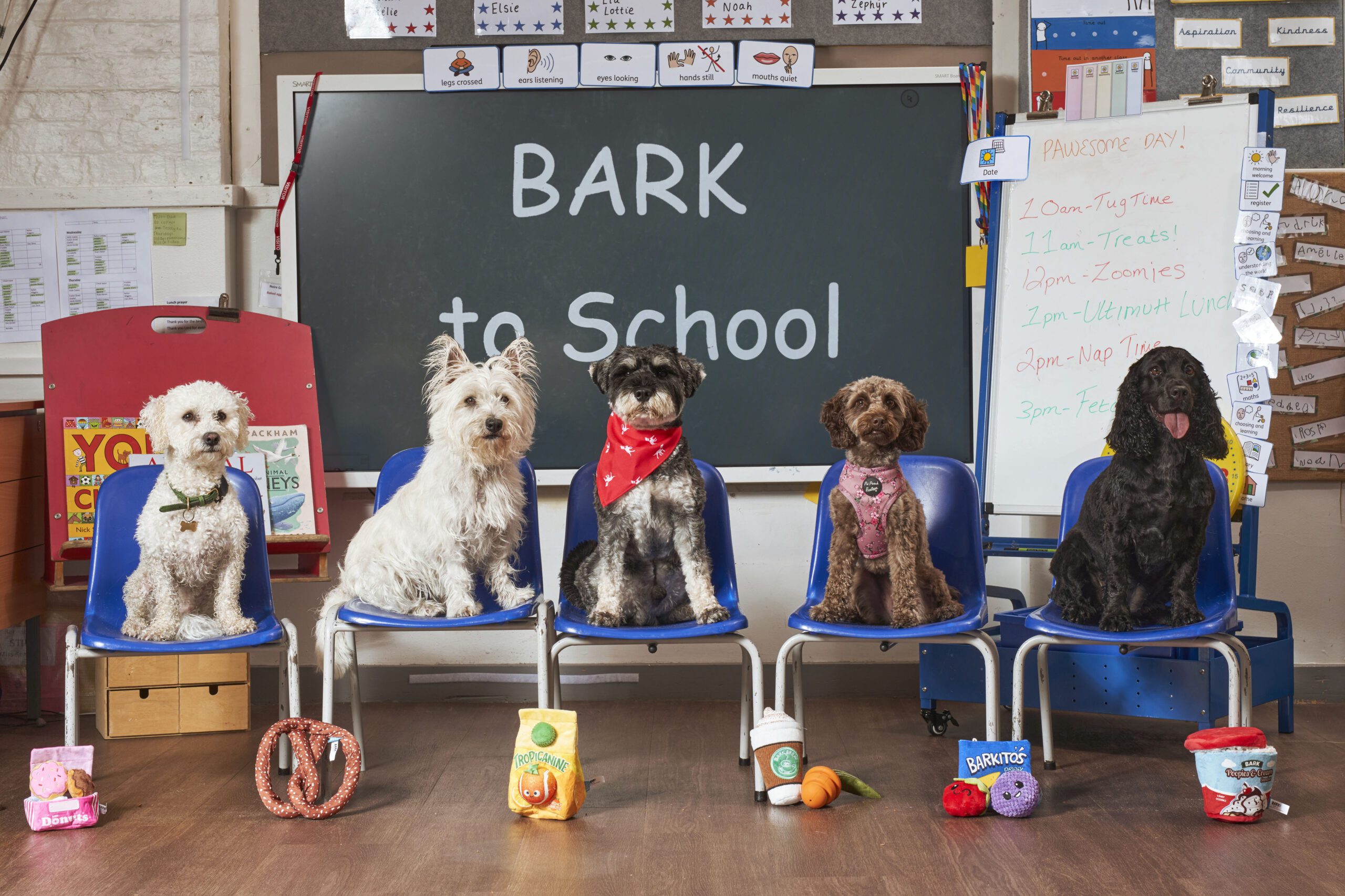 Dogs sittting in a classroom
