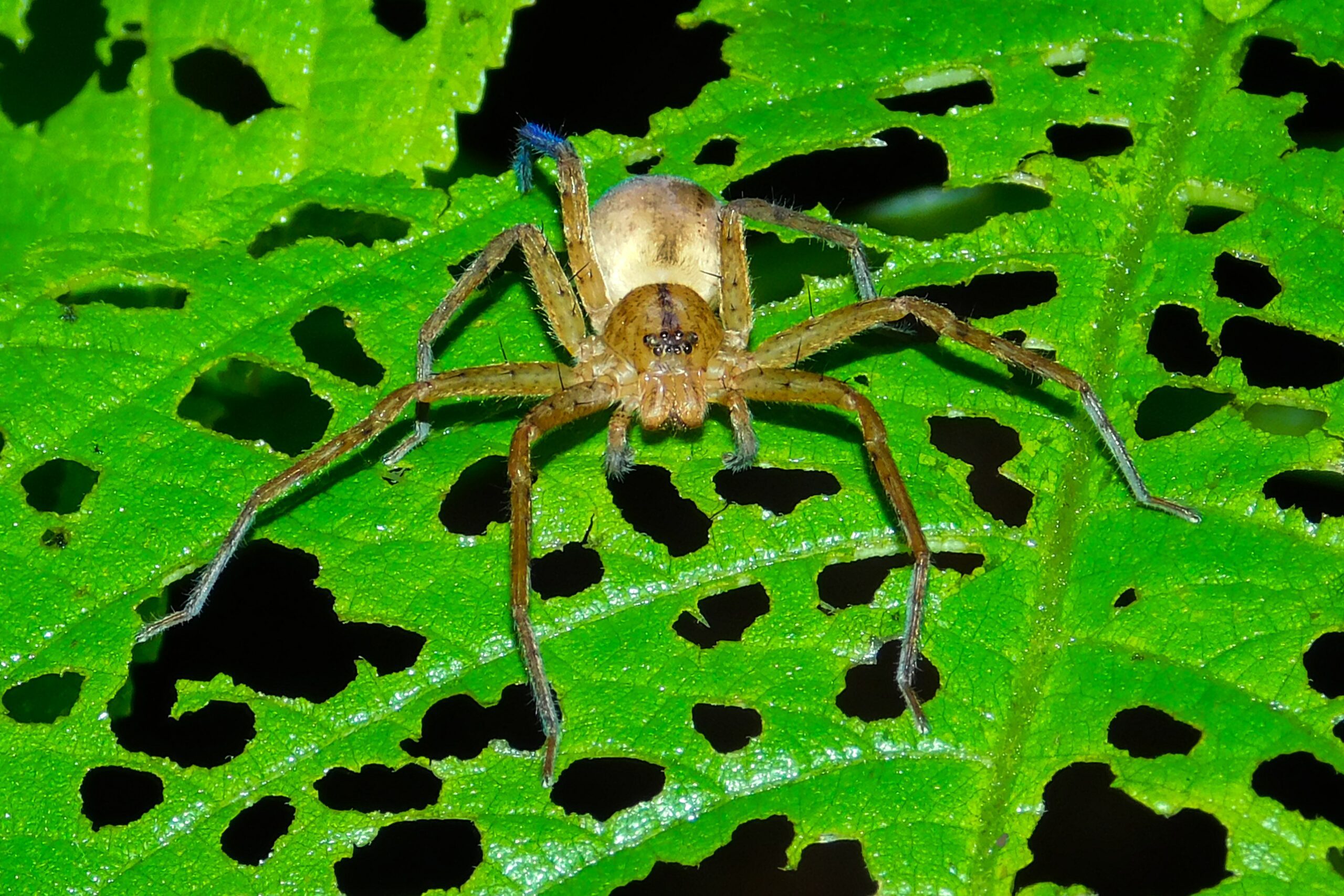 Huntsman spider on a leaf