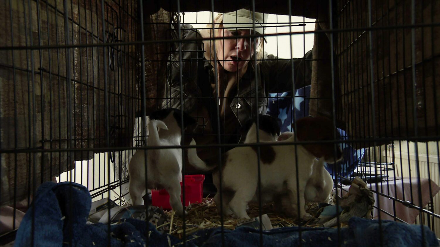 Cassie looking at a puppy in cage on Corrie