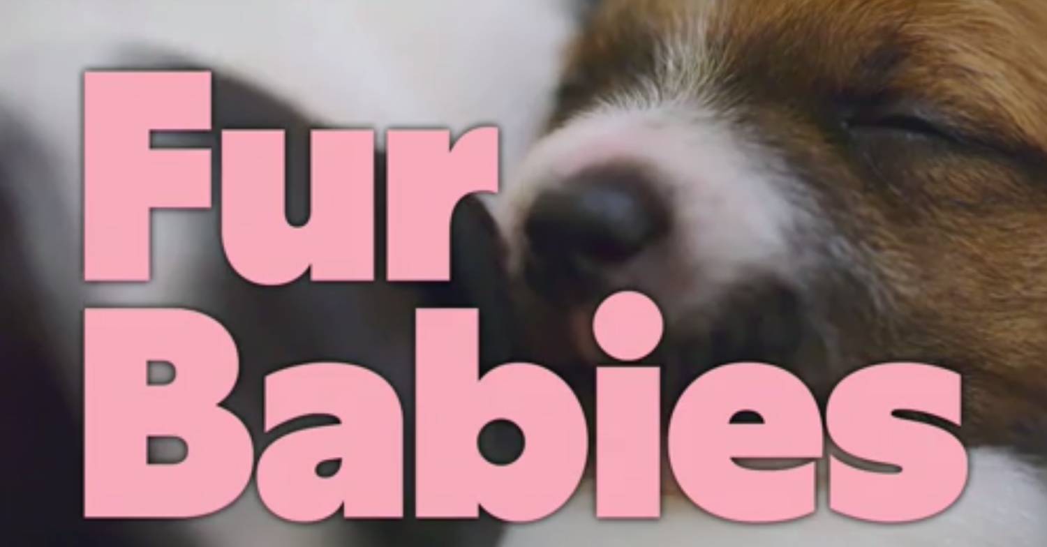 Fur Babies Channel 4 title card