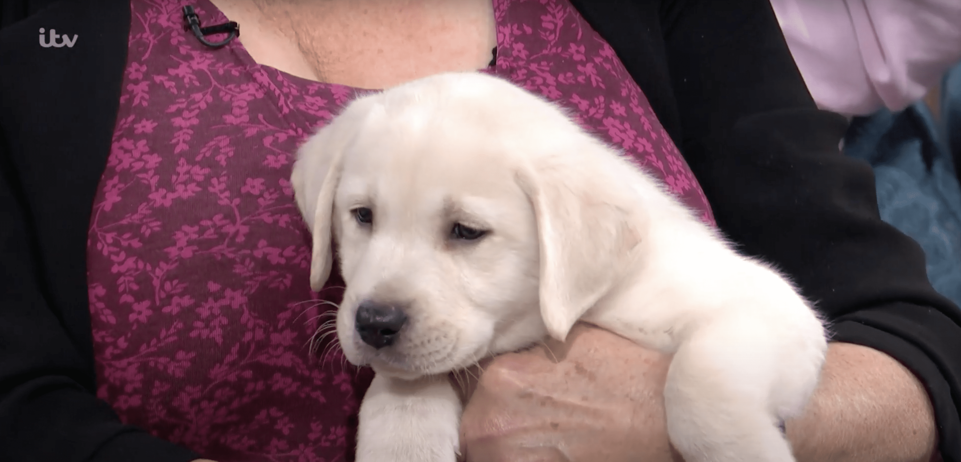 Buddy the Labrador is the newest addition to the This Morning team