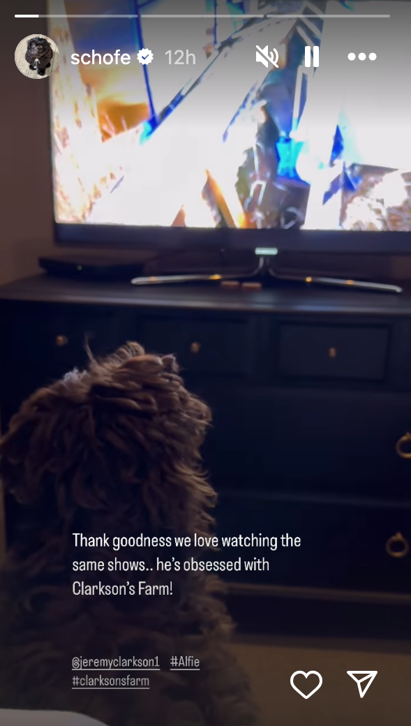 Phillip Schofield's dog watching TV