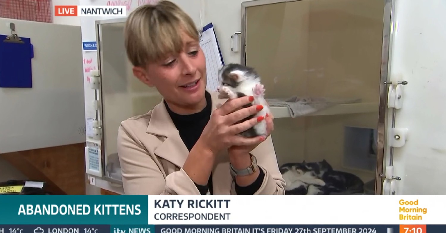 GMB correspondent holding a kitten on the show today
