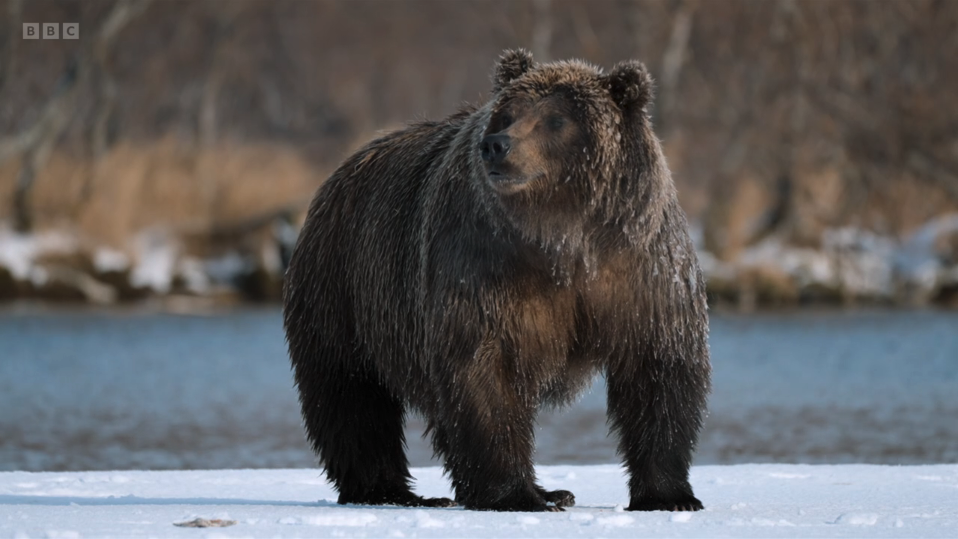 A brown bear standing on the ice