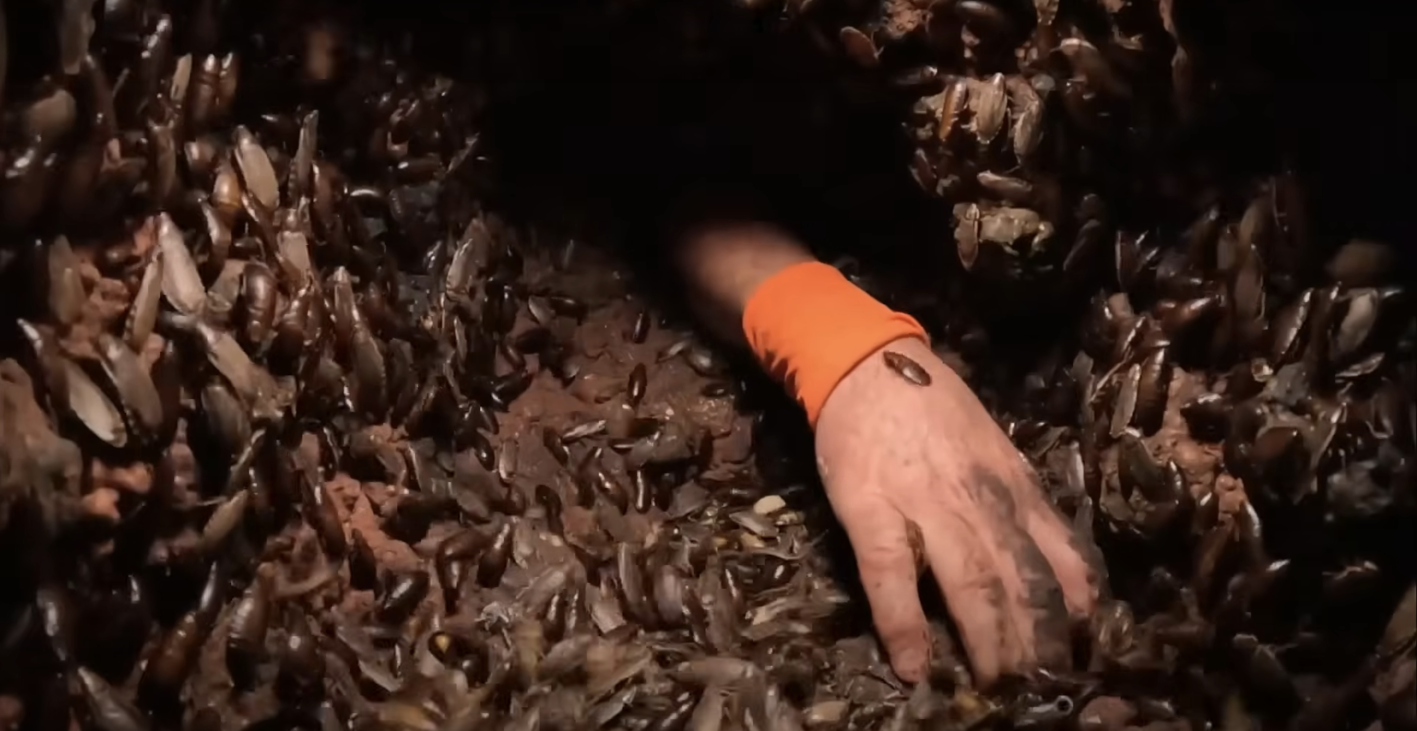 A hand scrabbles around in a pit of cockroaches for a very important key, on I'm A Celebrity