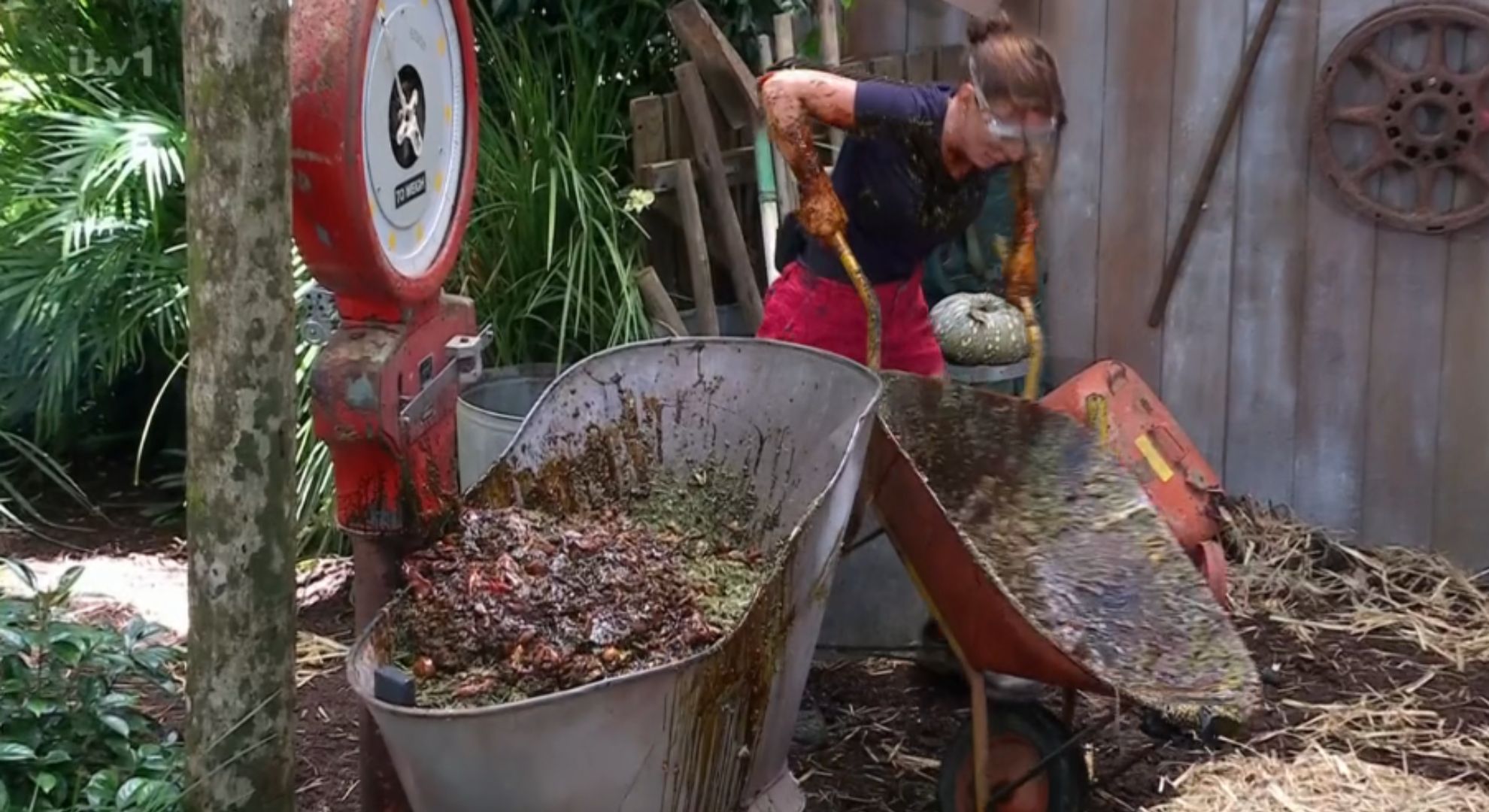 Coleen Rooney pushing a wheelbarrow in I'm A Celebrity trial