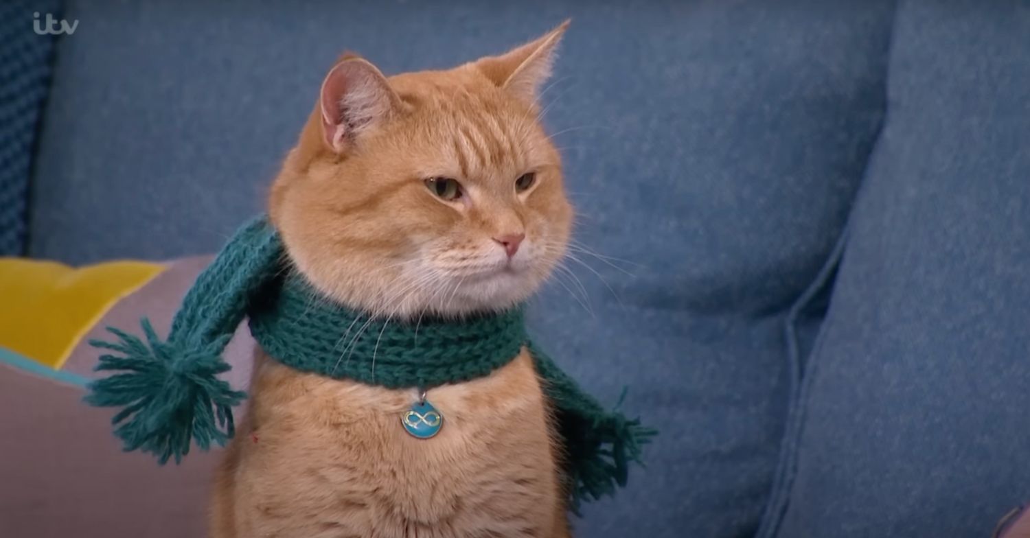 Bob the cat with a scarf on on This Morning