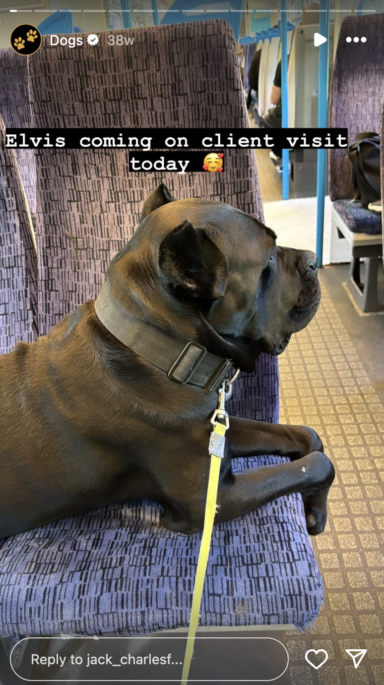 Jack Fincham's dog Elvis