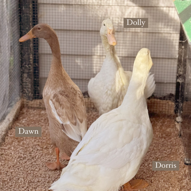 Stacey Solomon's ducks