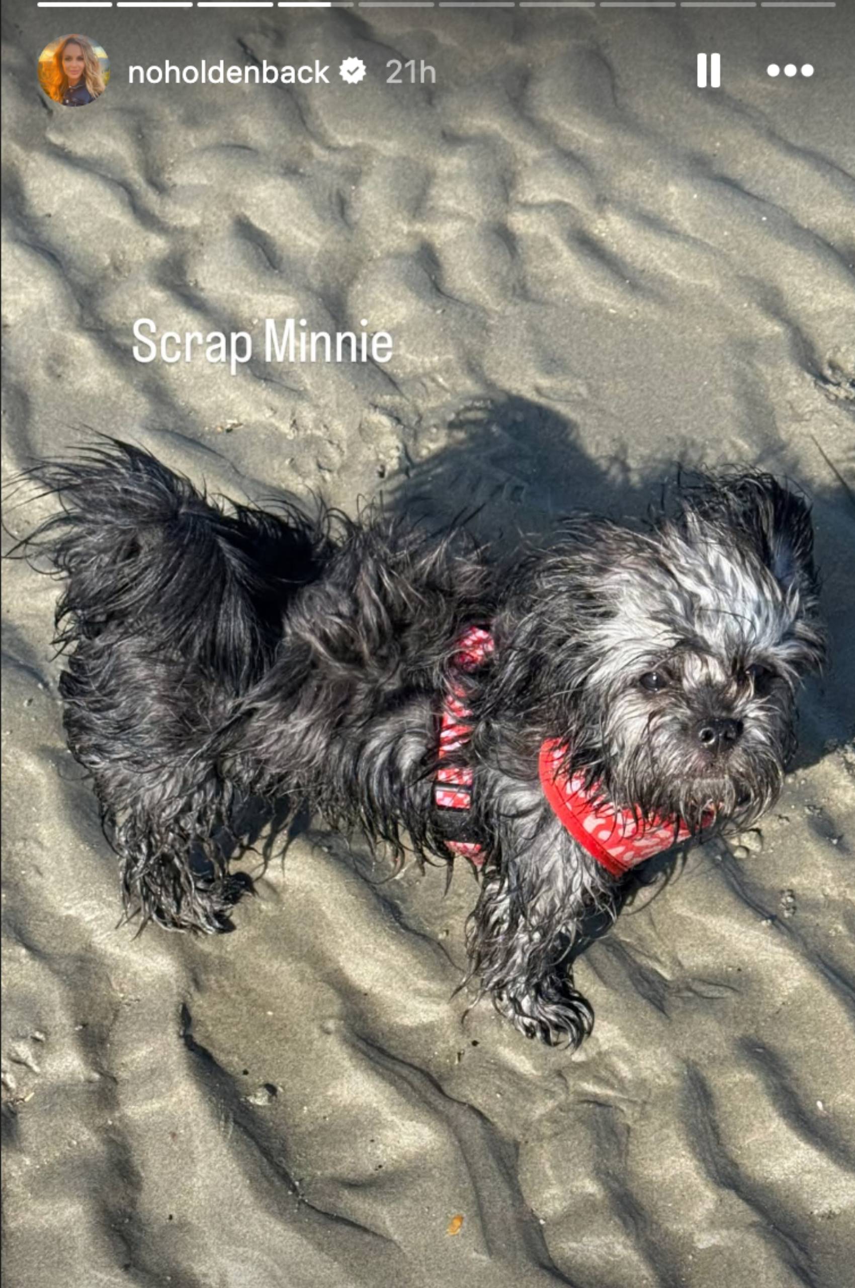 Amanda Holden takes a snap of her dog