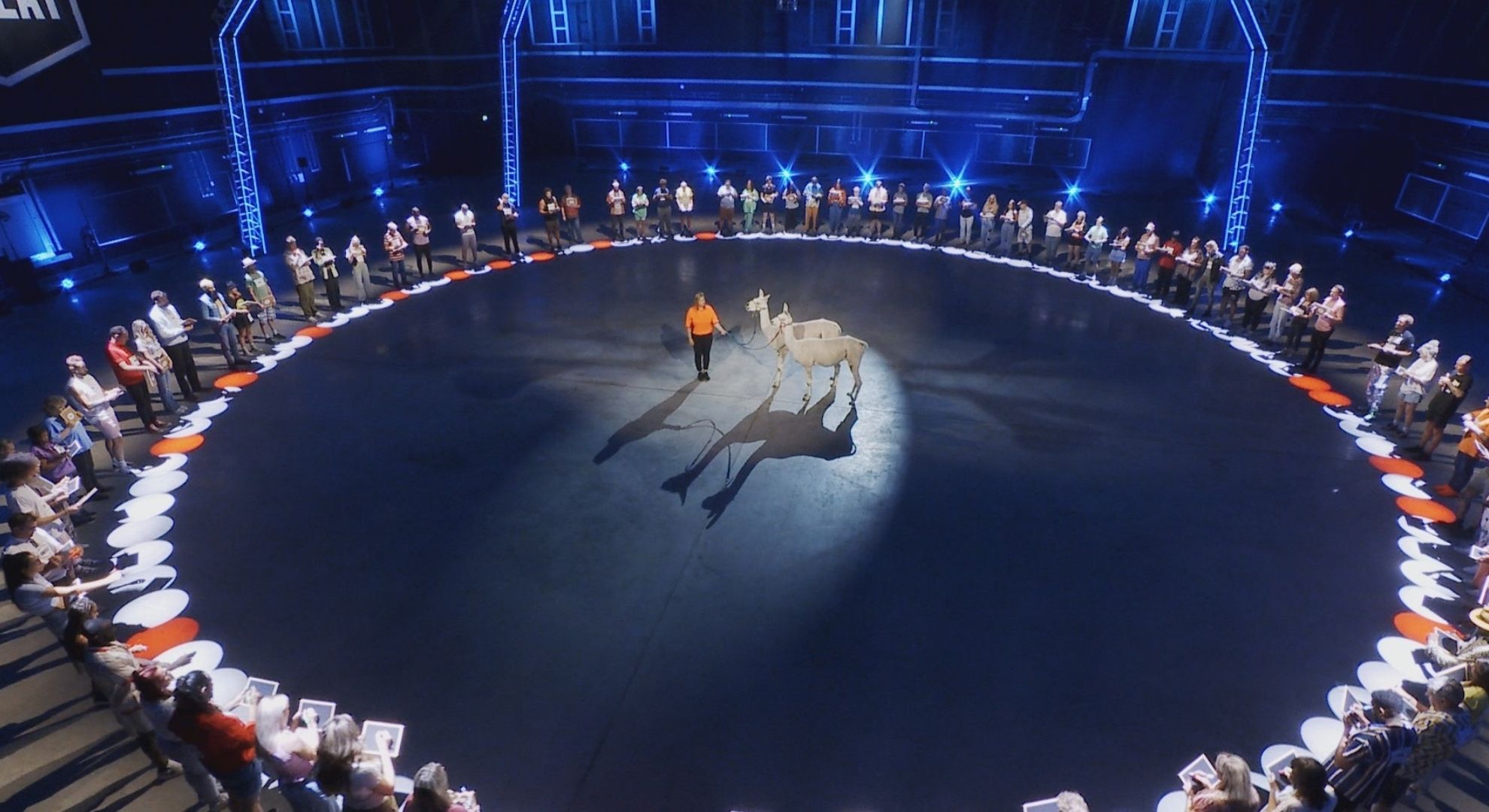 Two llamas on 99 to Beat