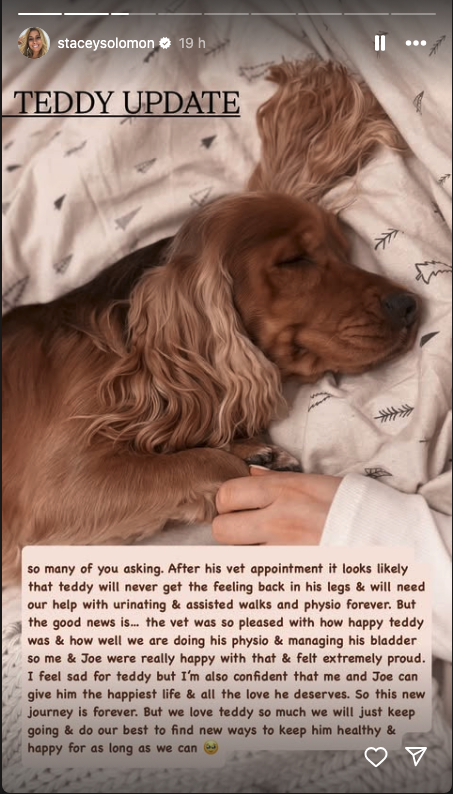 Stacey Solomon's dog Teddy