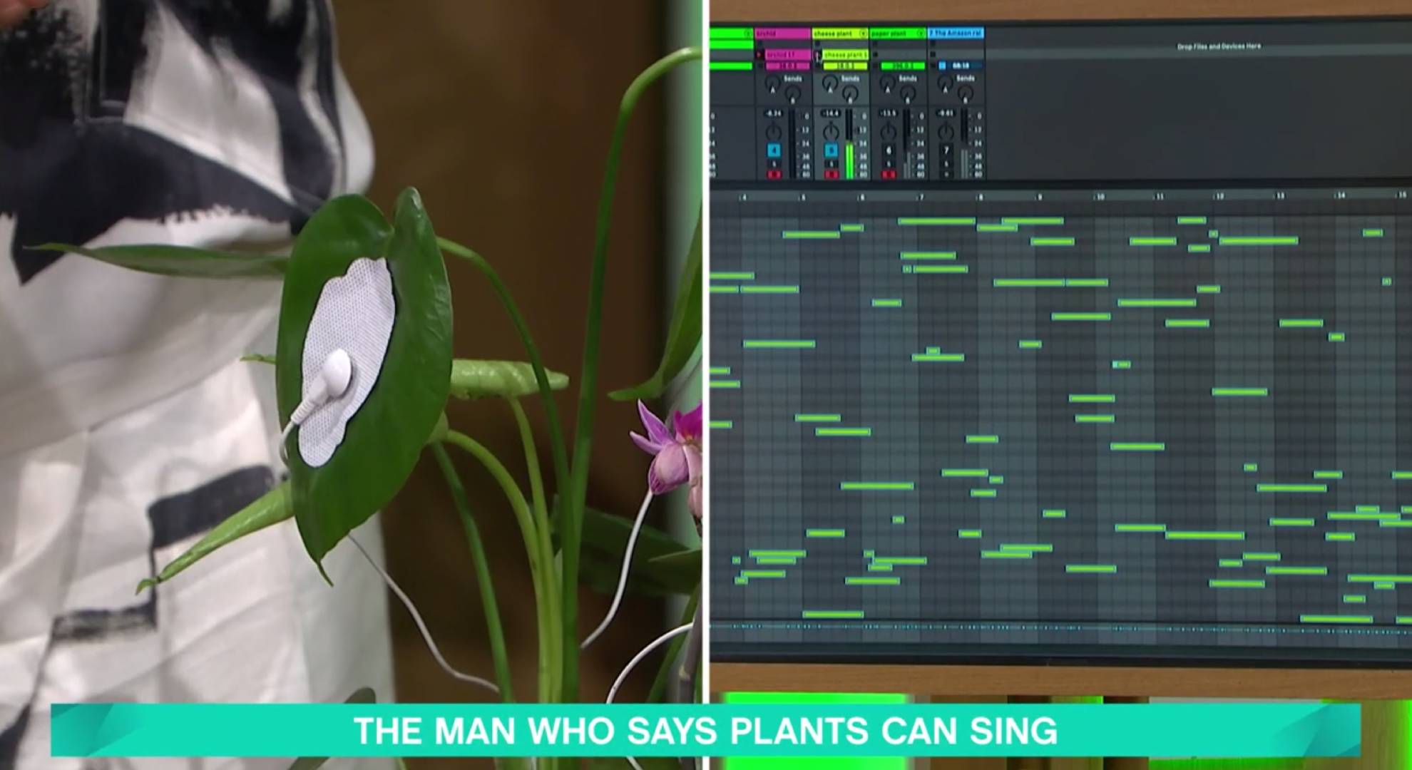Plants 'singing' on This Morning today