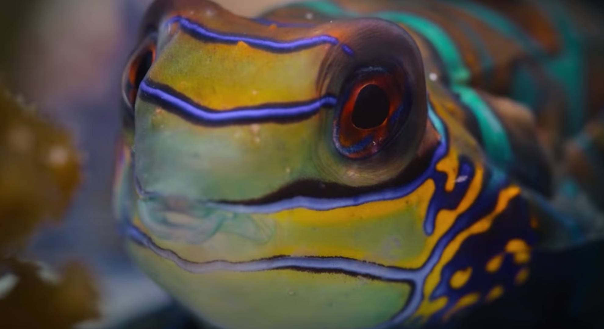 A colourful sea creature is spotted