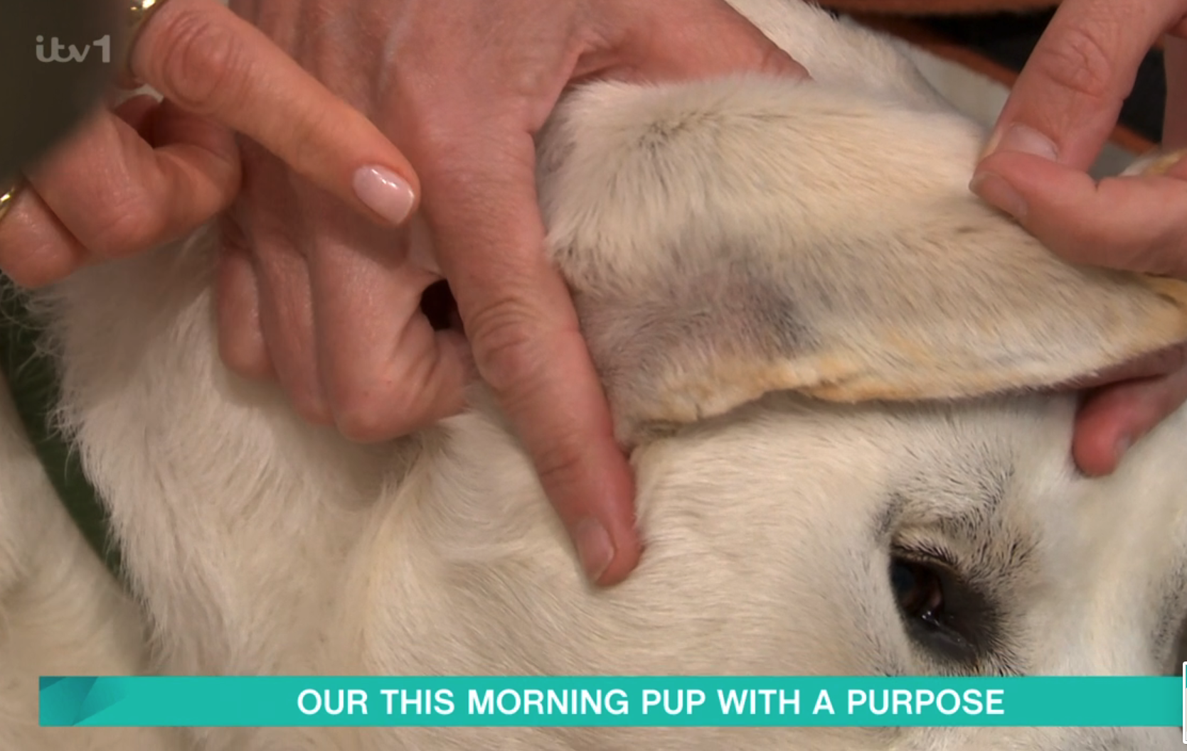 Close up of This Morning dog Buddy's ear