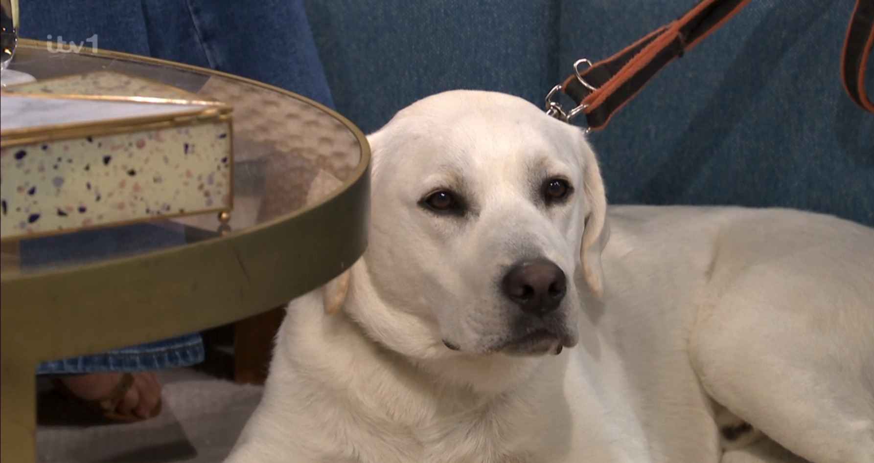 This Morning dog Buddy