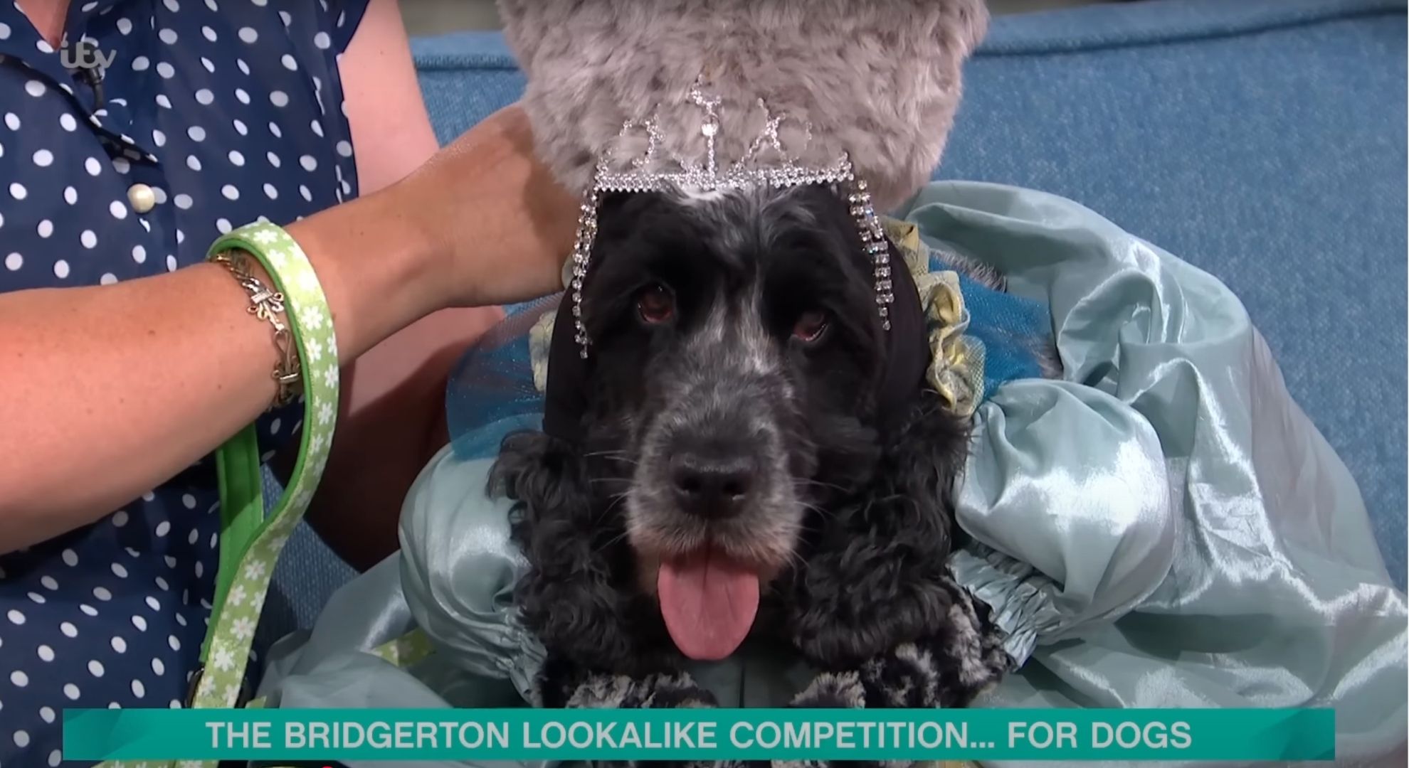 Dog dressed in a Bridgerton outfit on This Morning