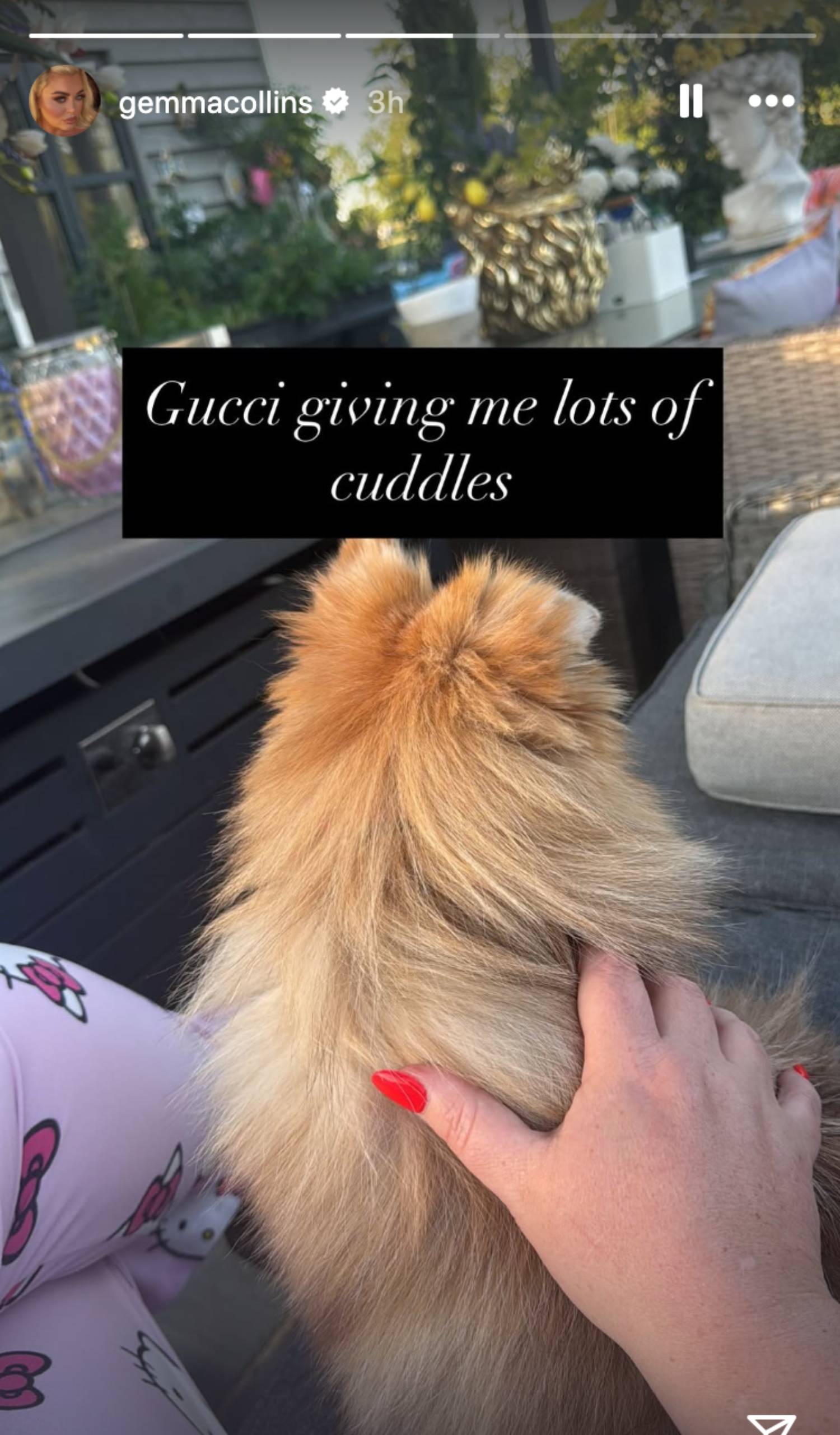 Gemma Collins' dog gets a pat