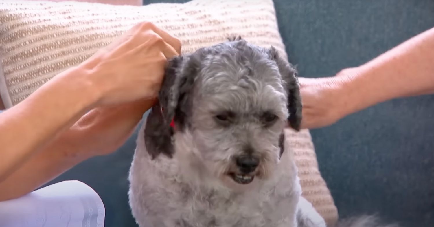 Charlie on This Morning