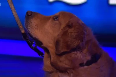 The Chase dog