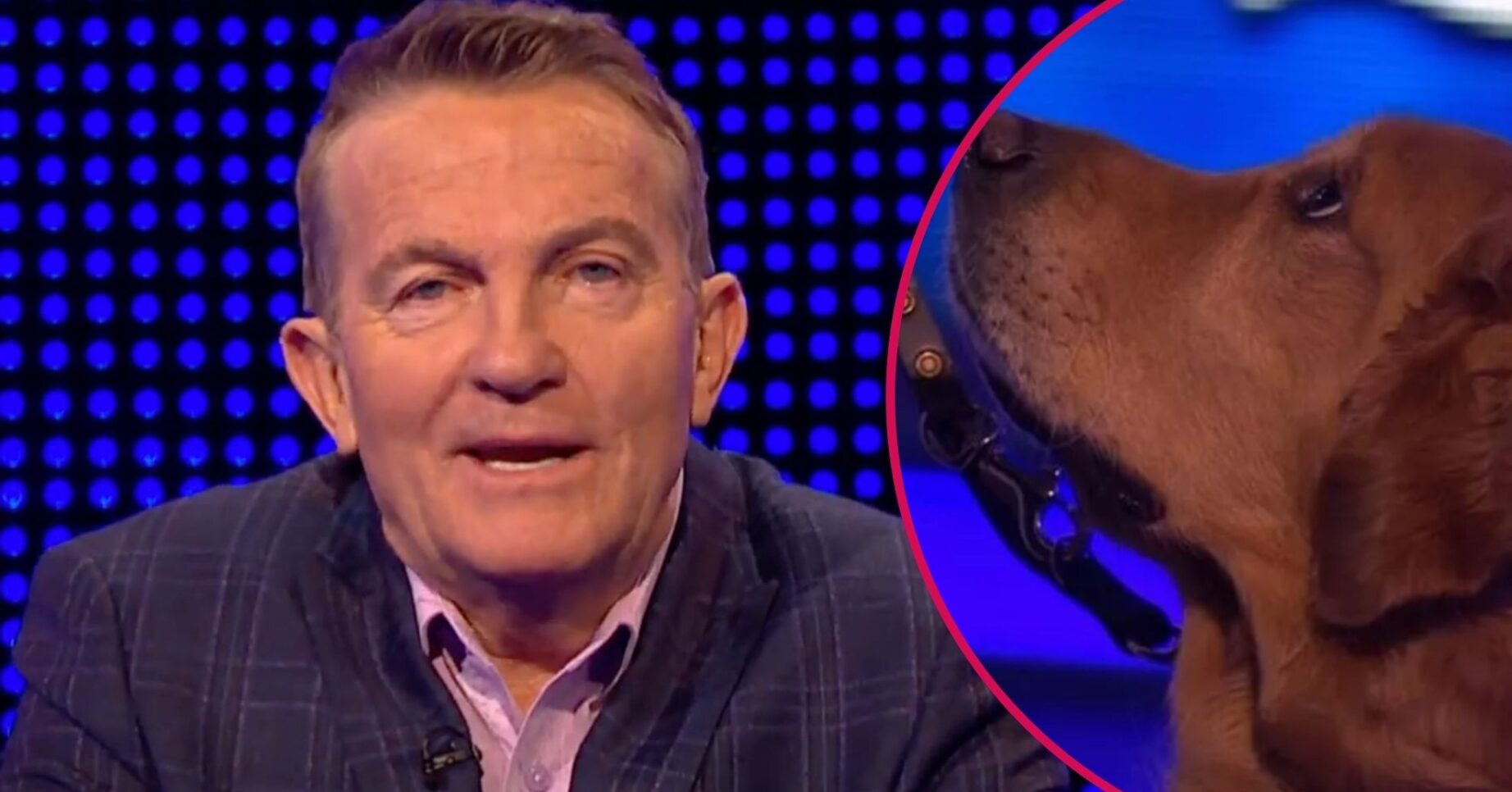 Bradley Walsh on The Chase / Dog on The Chase