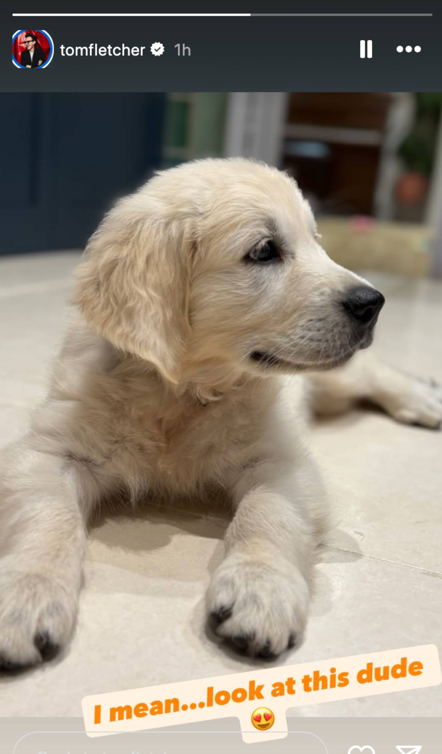 Tom Fletcher's puppy Dennis has a peek about