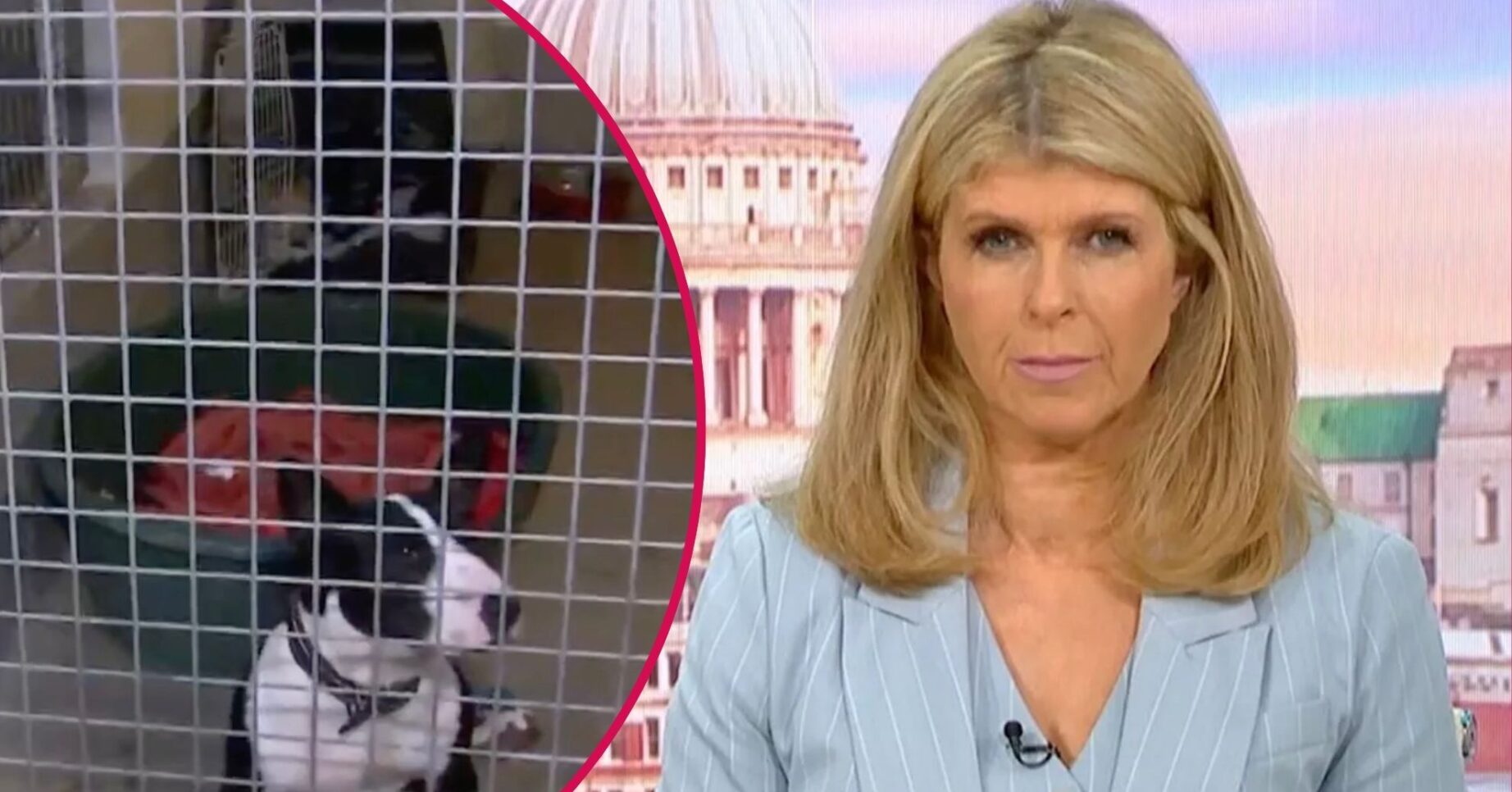 RSPCA dog / Kate Garraway on GMB