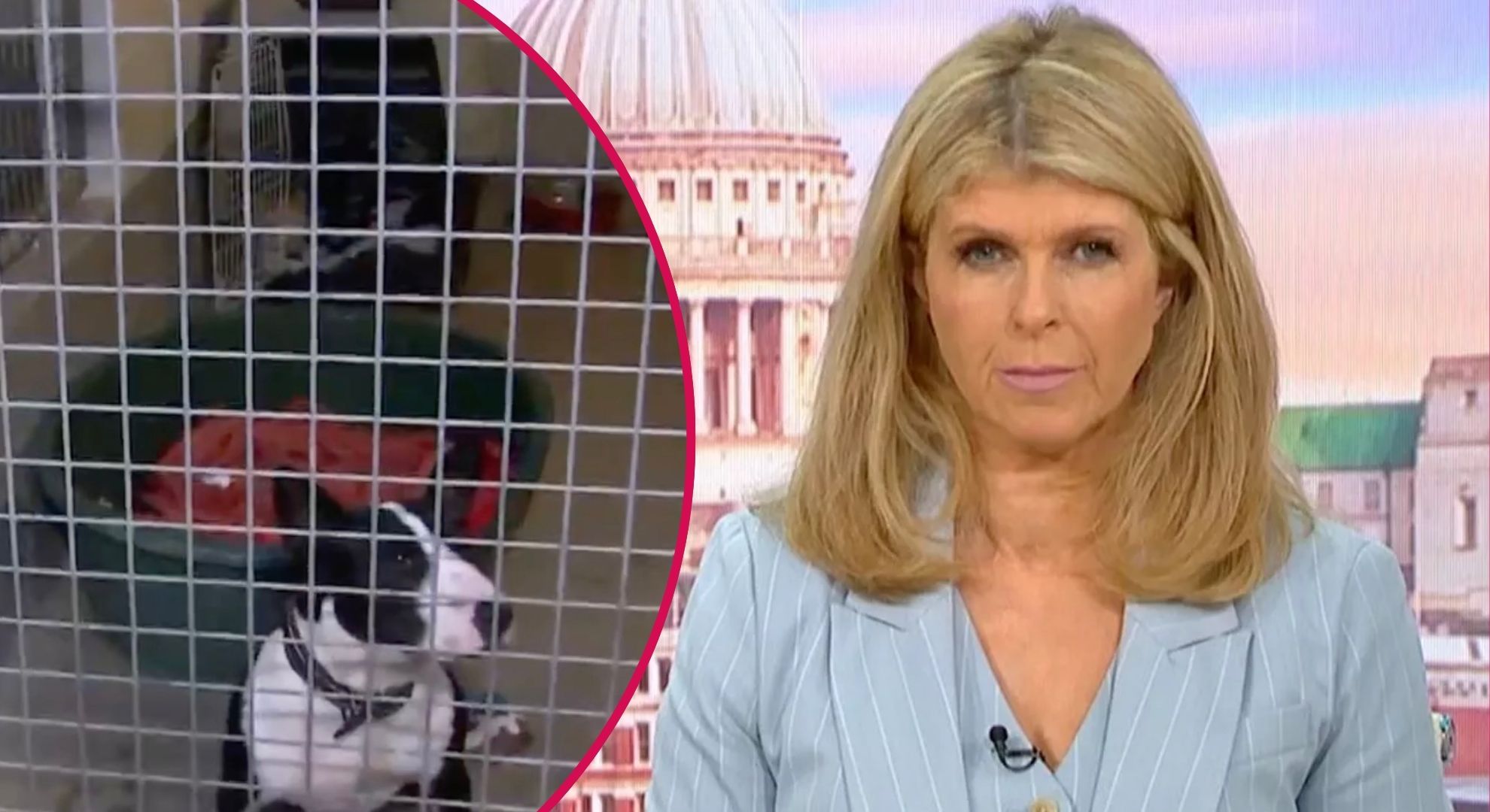 Good Morning Britain viewers ‘heartbroken’ following large-scale cruelty and neglected dogs segment