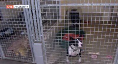 RSPCA dog on GMB